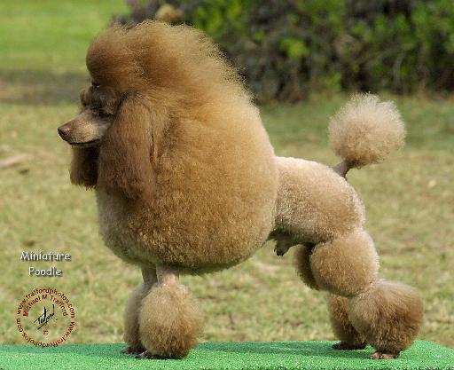 Poodle Miniature 9J091D-25.JPG